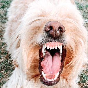 Meet your Posher, Laney